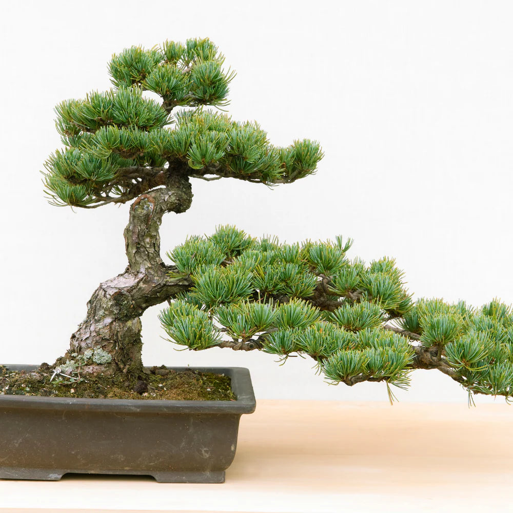 Frø - Bonsai, DIY kit