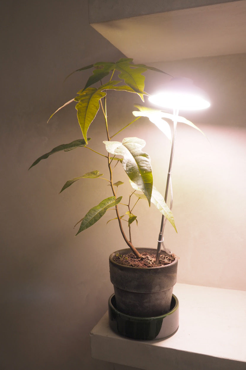 Vækstlampe, LED