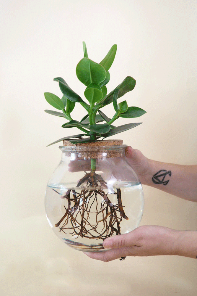 plante i glaskolbe