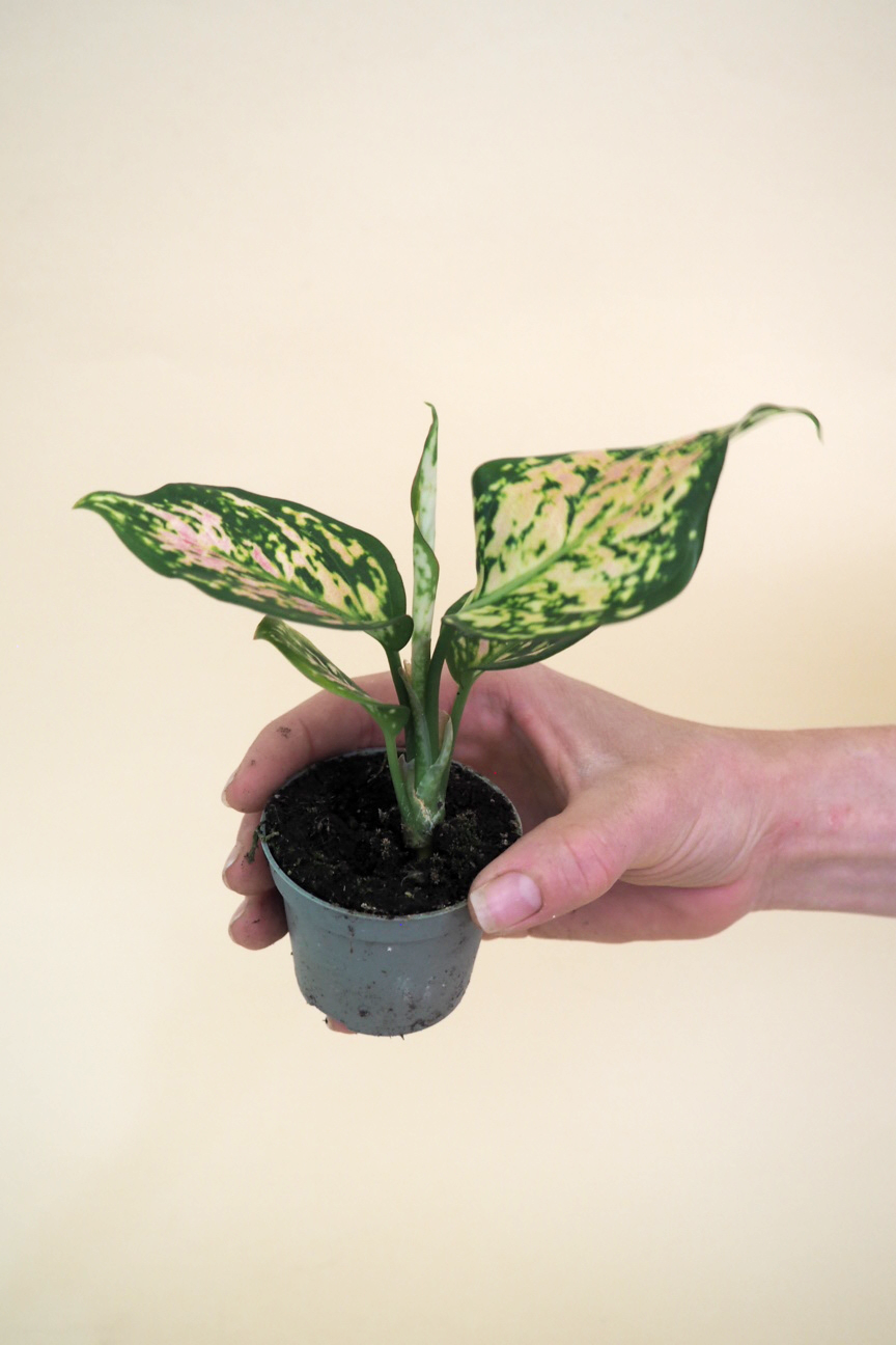 Miniplanter