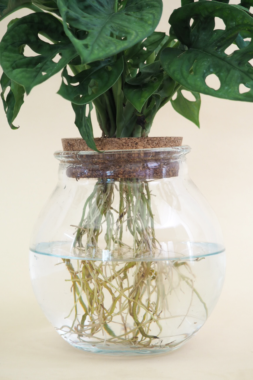Monstera adansonii