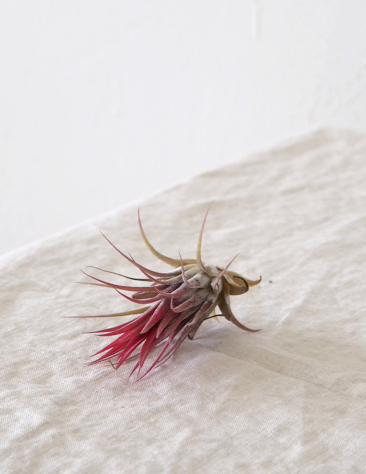 Air plants