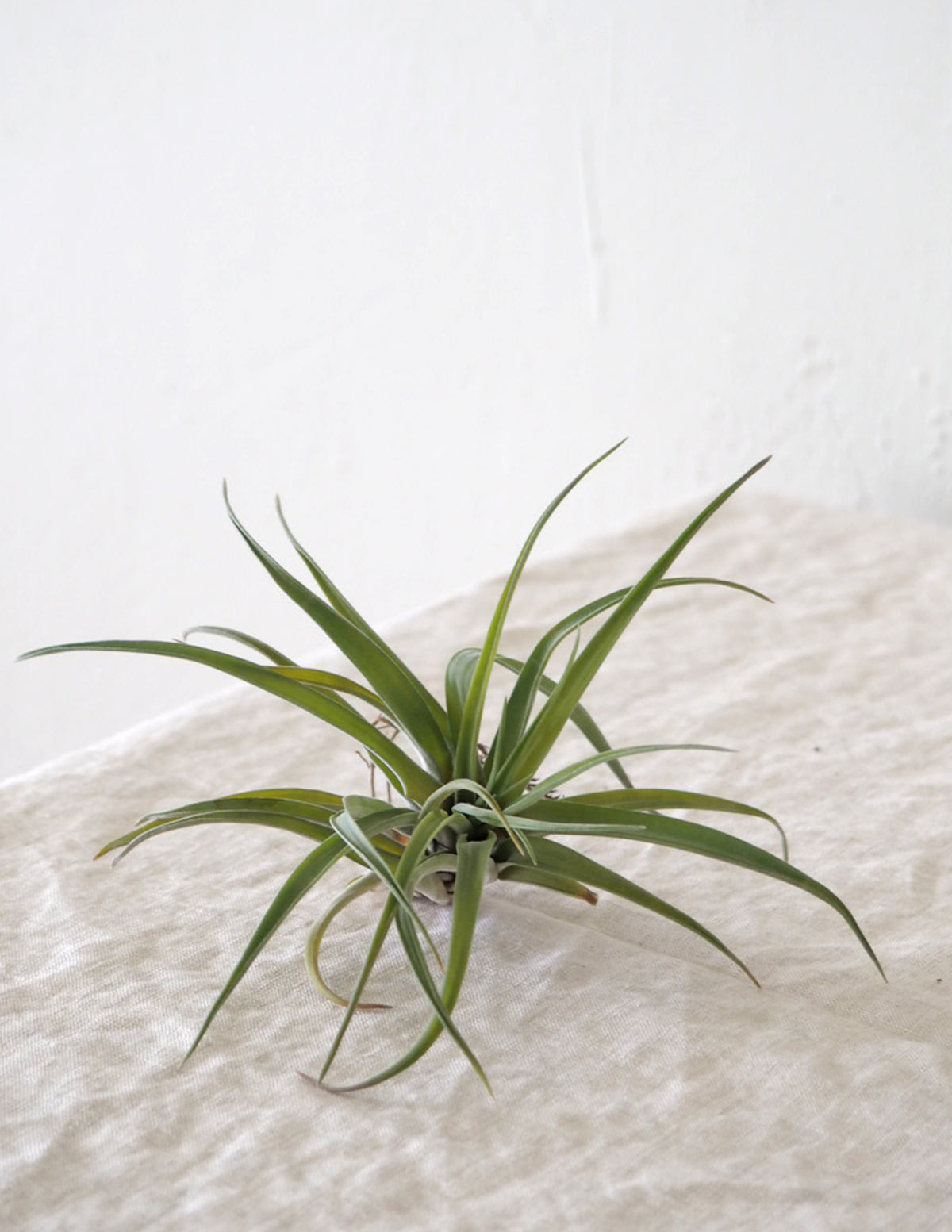 Air plants
