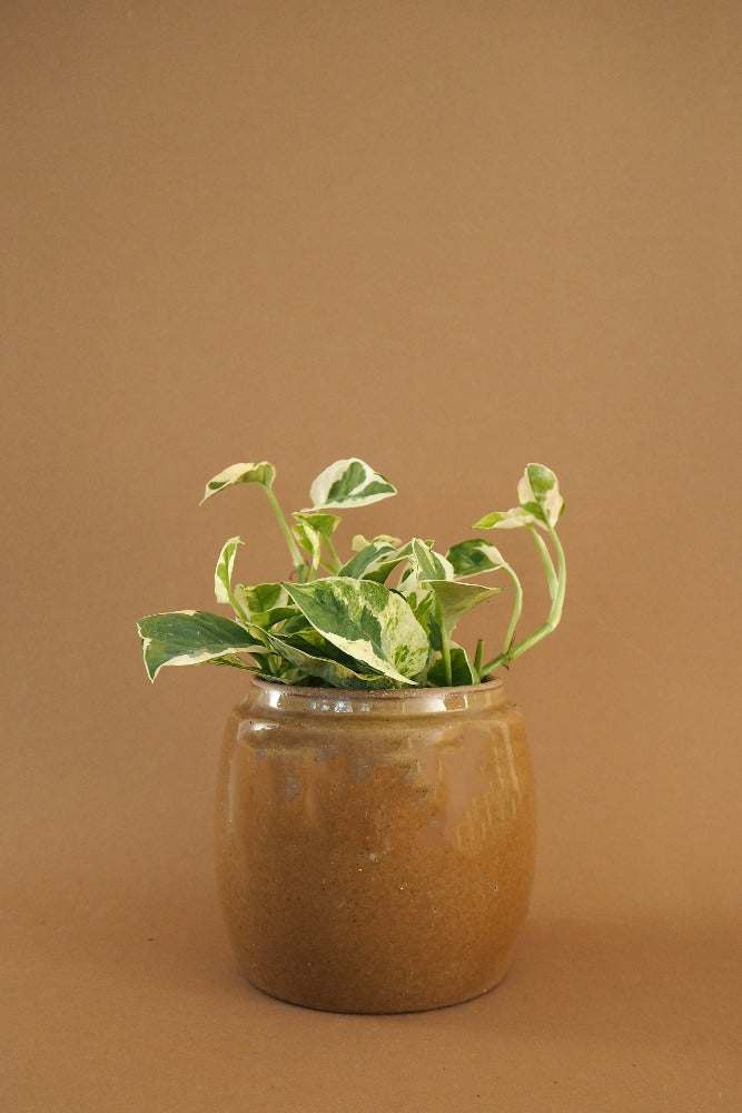 B GREEN krukke