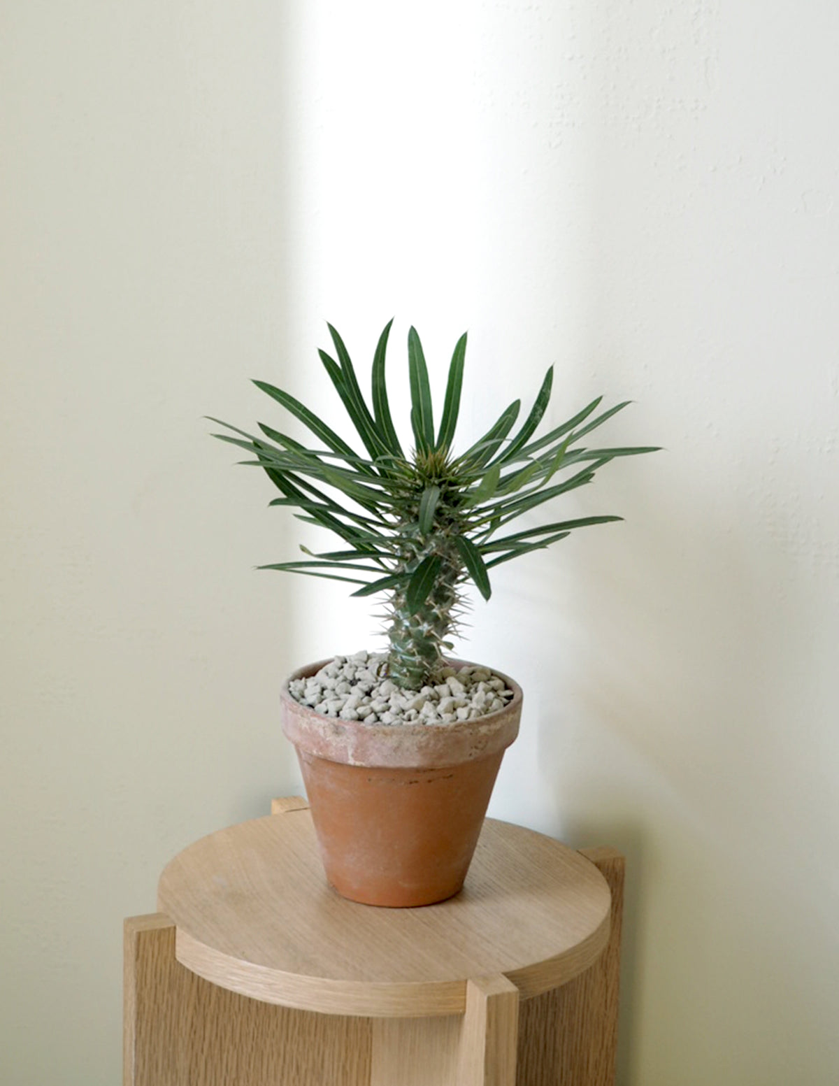 Madagaskar Palme