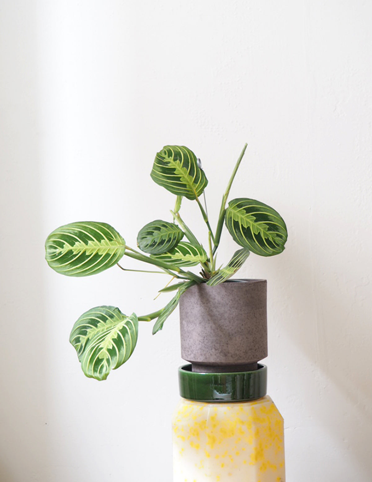 Maranta lemon lime