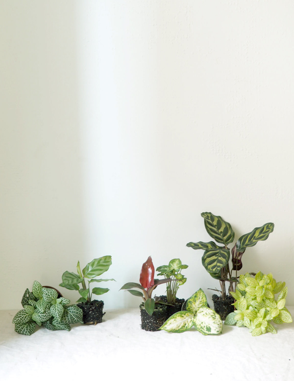 Miniplanter