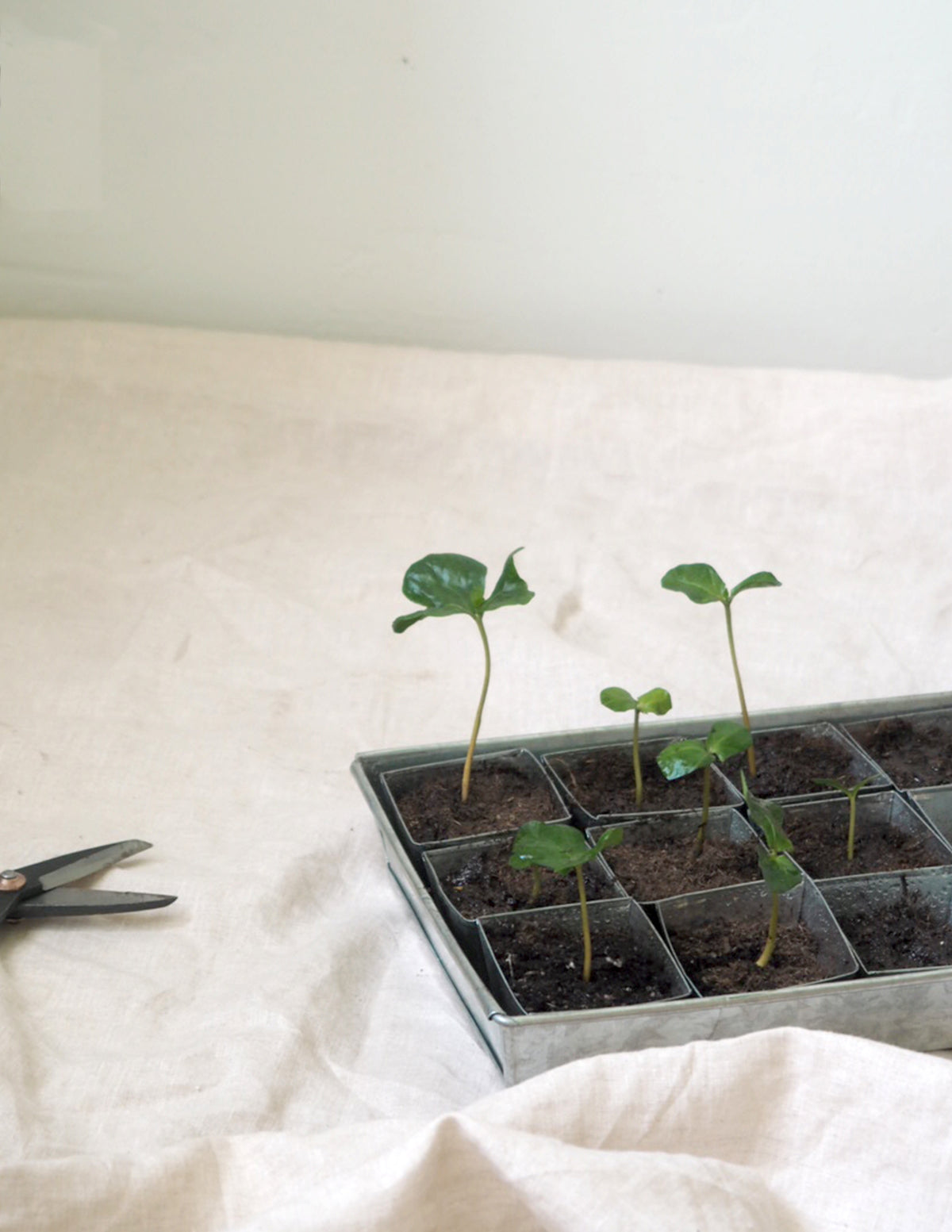 Forspiringsbakke - W.E.T Seed Pot30