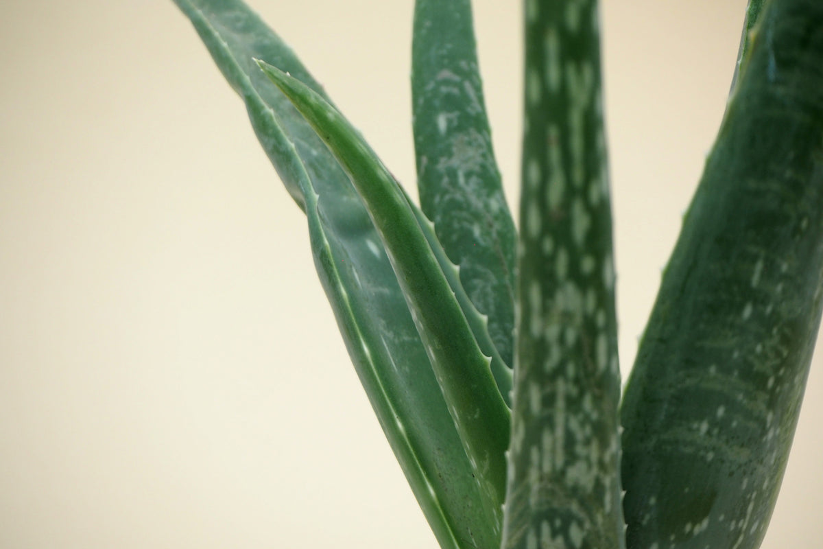 Aloe vera