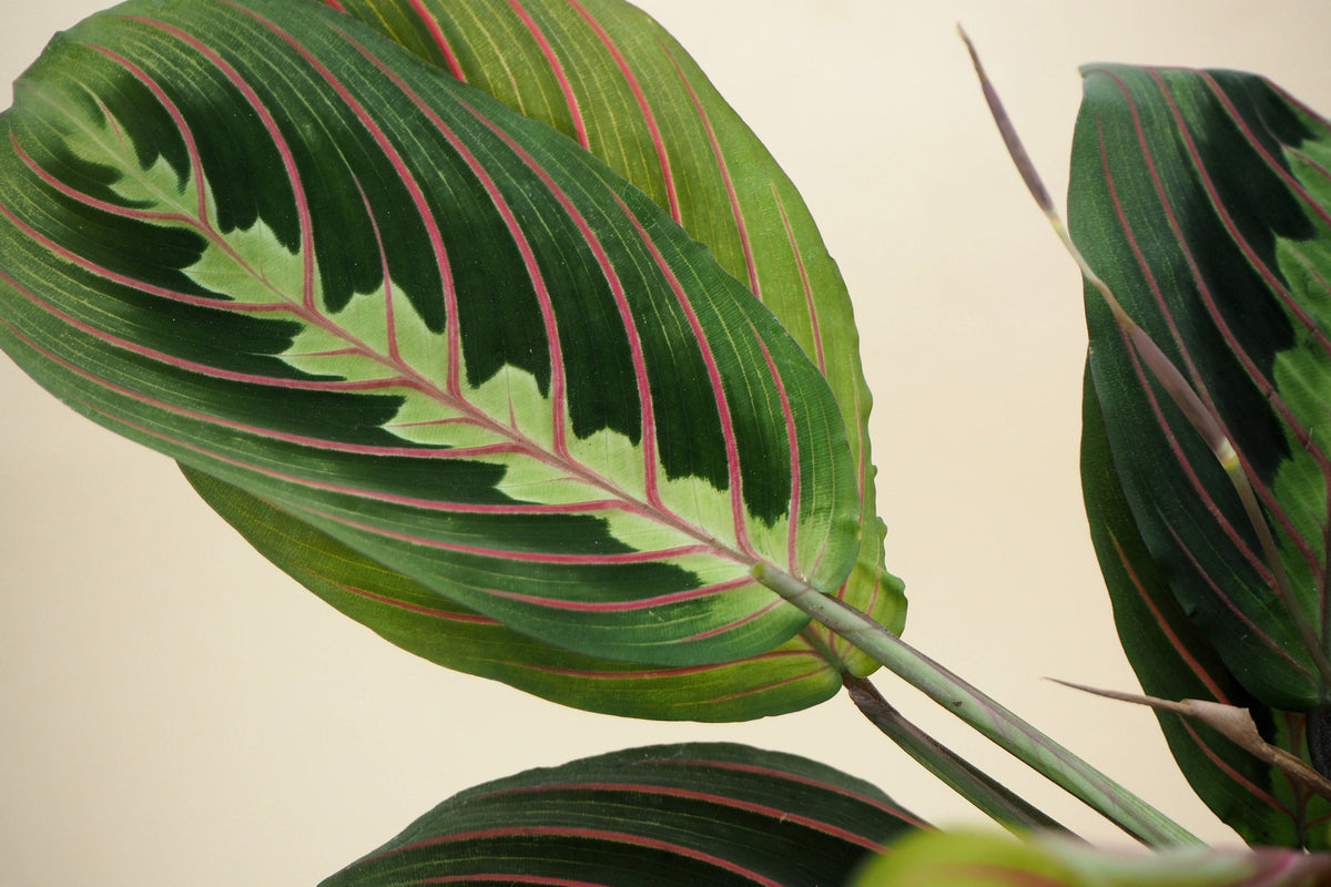 Maranta leuconeura