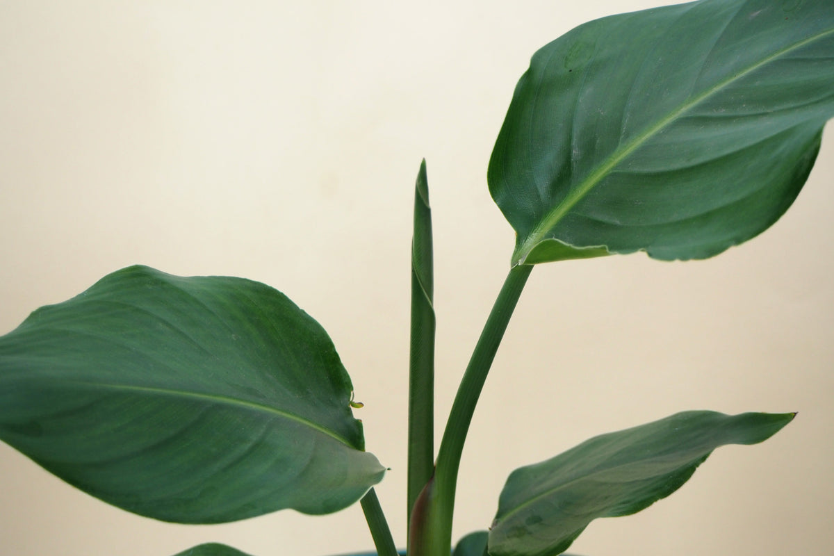 strelitzia nicolai