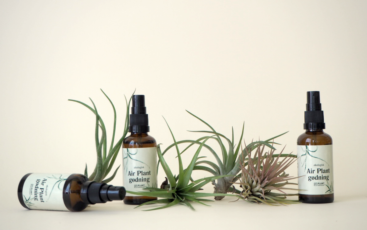 air plants, luftplanter, tillandsia