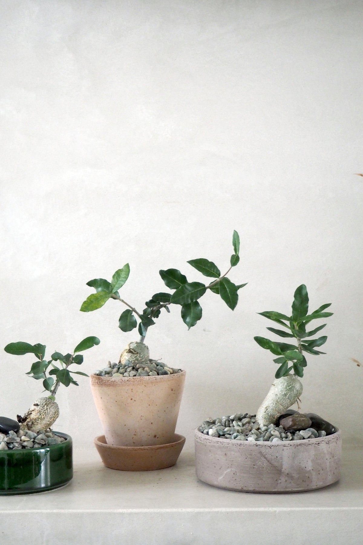 Fockea Edulis  - den fascinerende knoldplante
