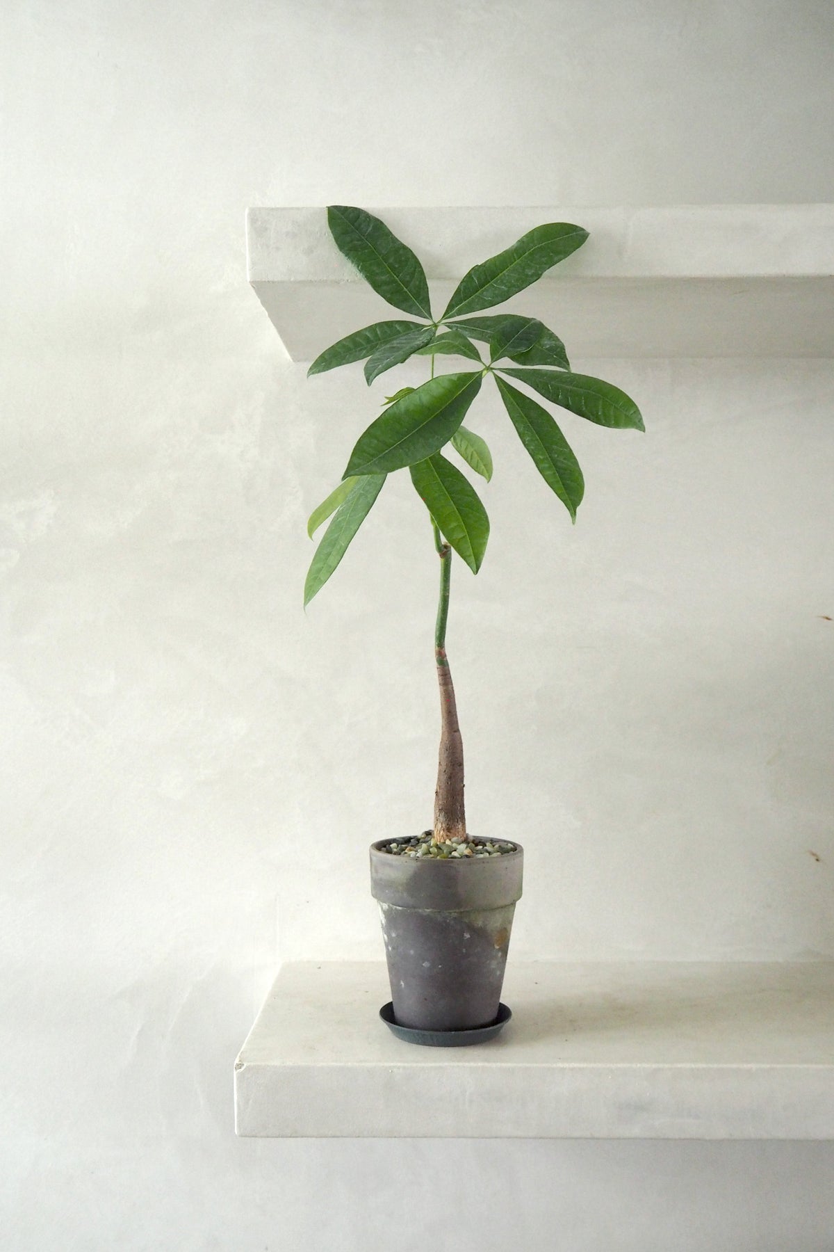 Pasning af Lykkekastanje (Pachira aquatica)