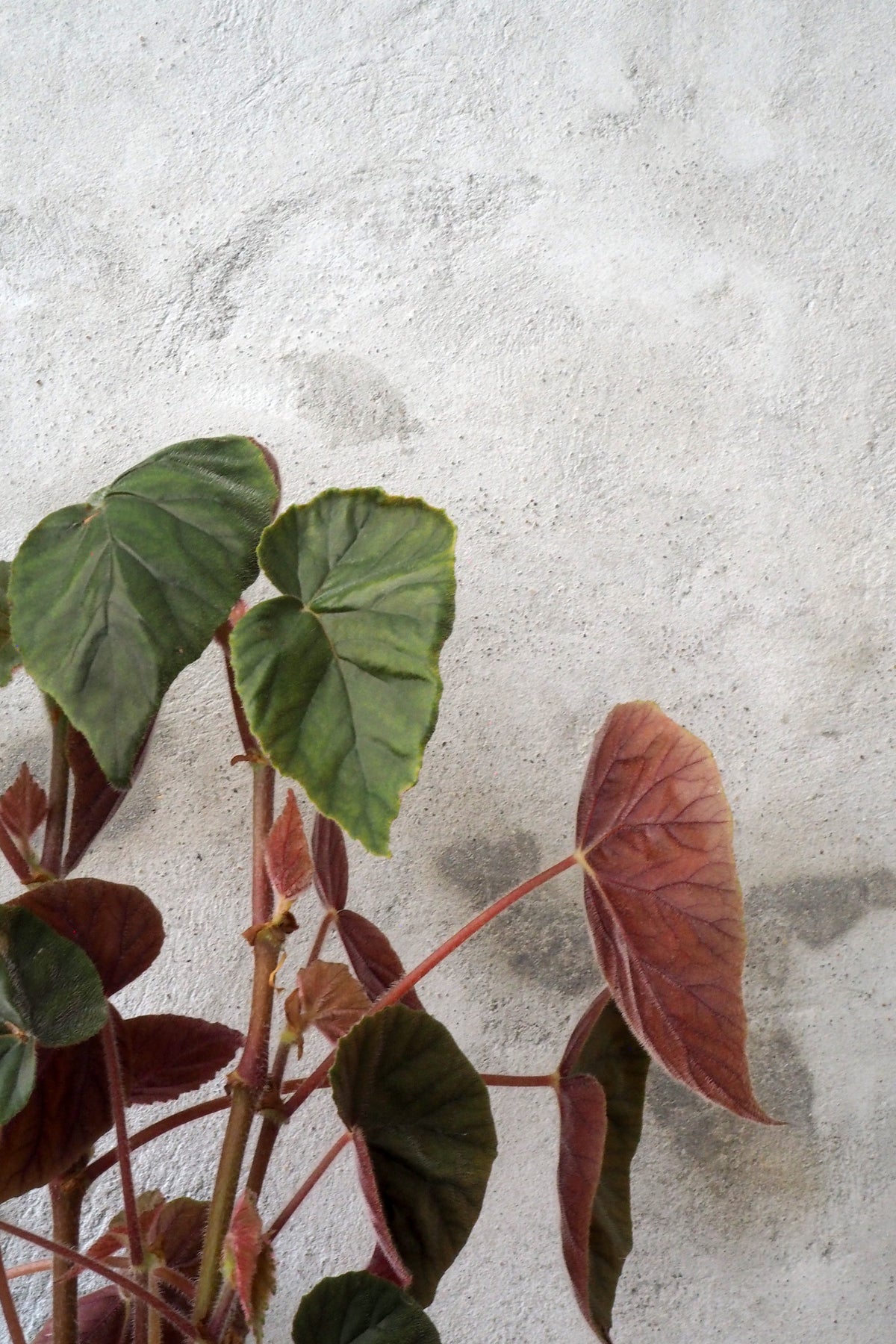 Begonia Oldemor
