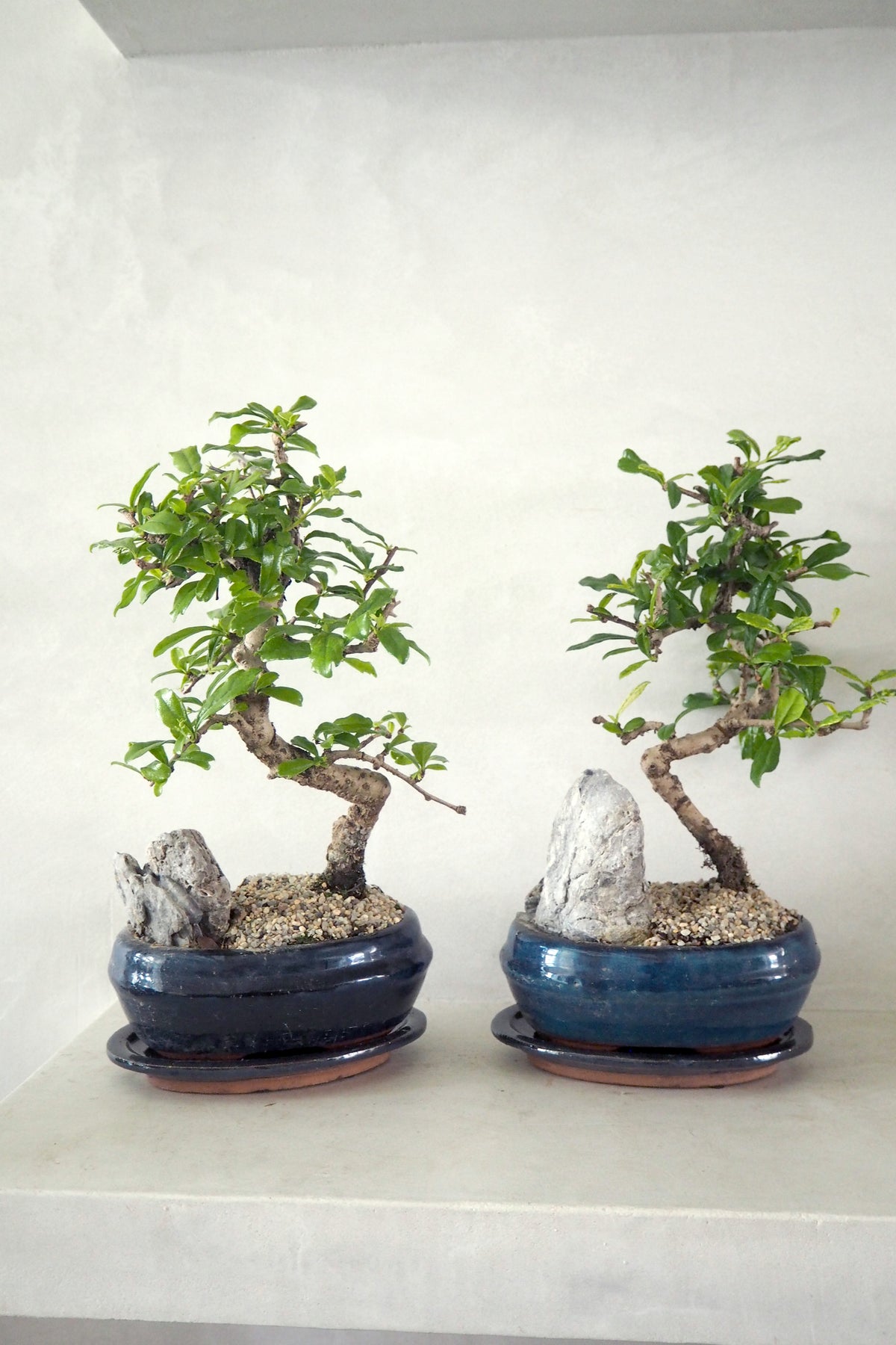 Bonsai Carmona
