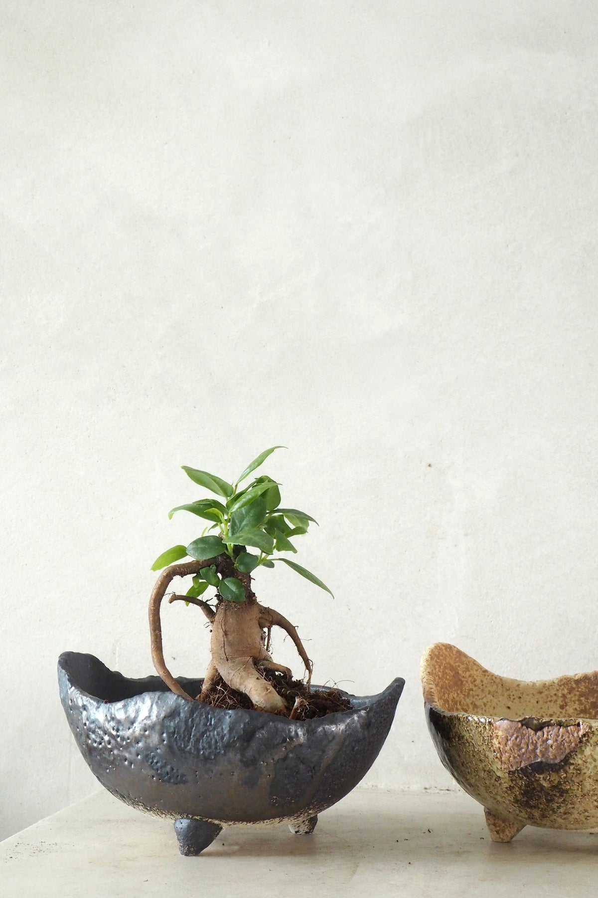 Ficus Bonsai Ginseng, lille