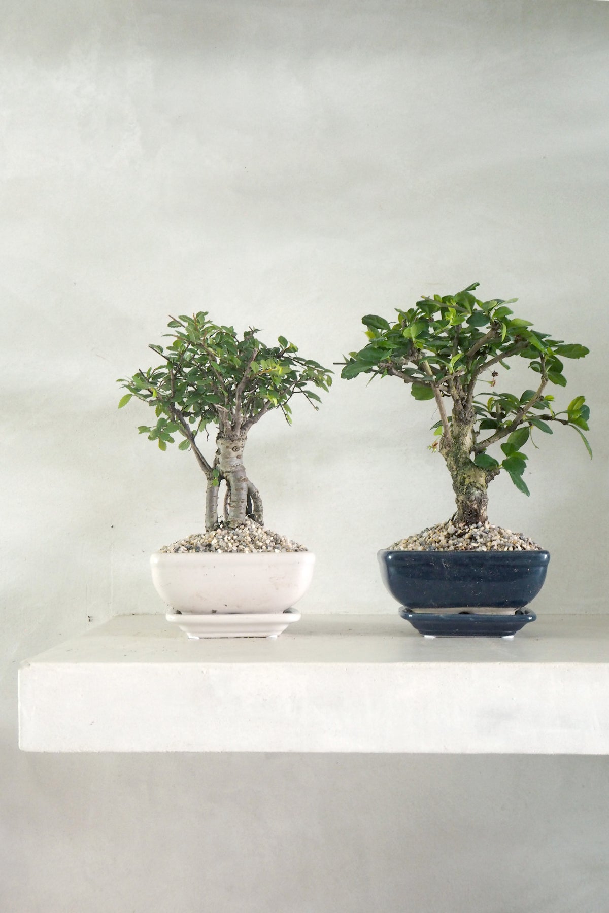 Bonsai Carmona, blå, lille