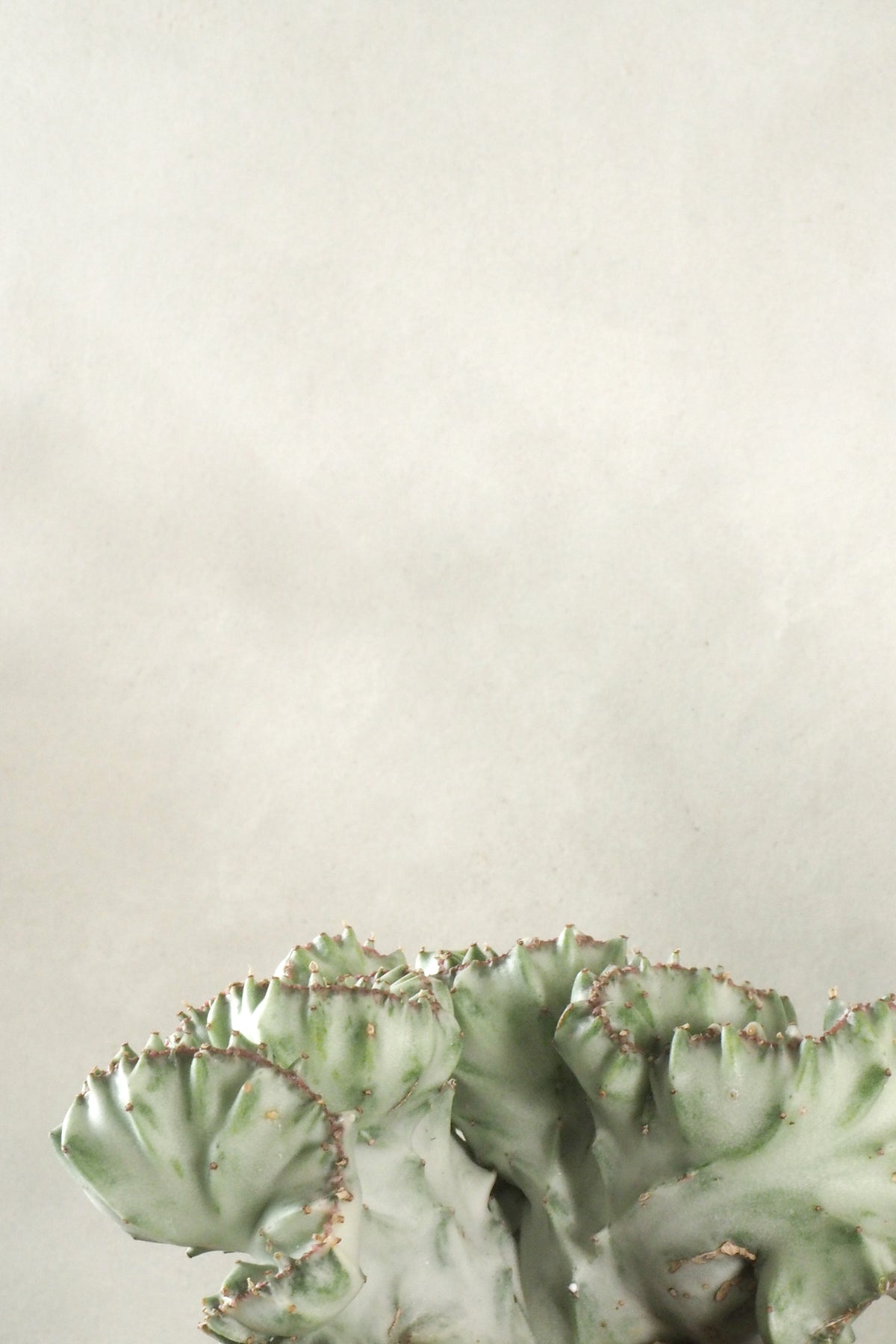 Euphorbia Lactea
