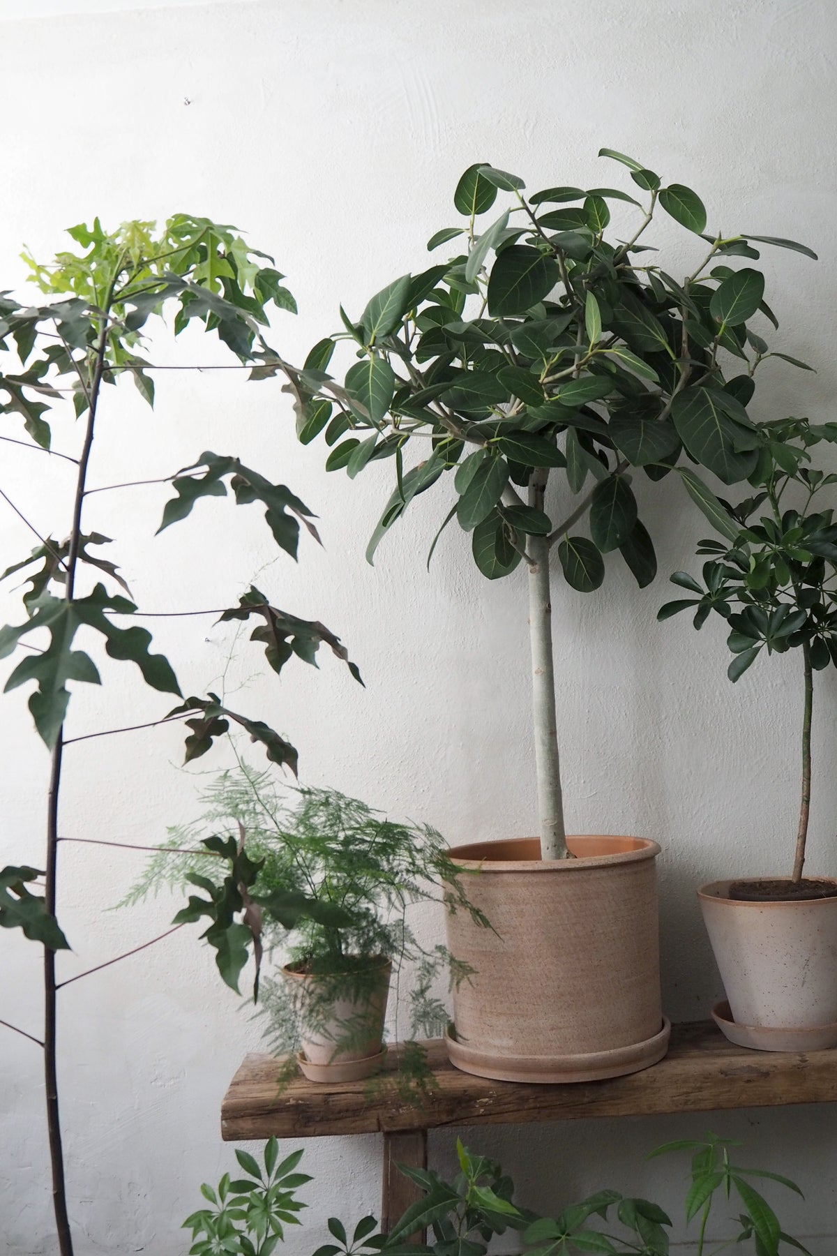 Gartnerens plantepakke - Raw rosa