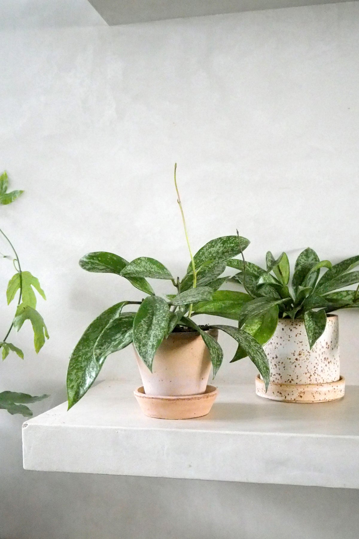 Hoya Silverspot