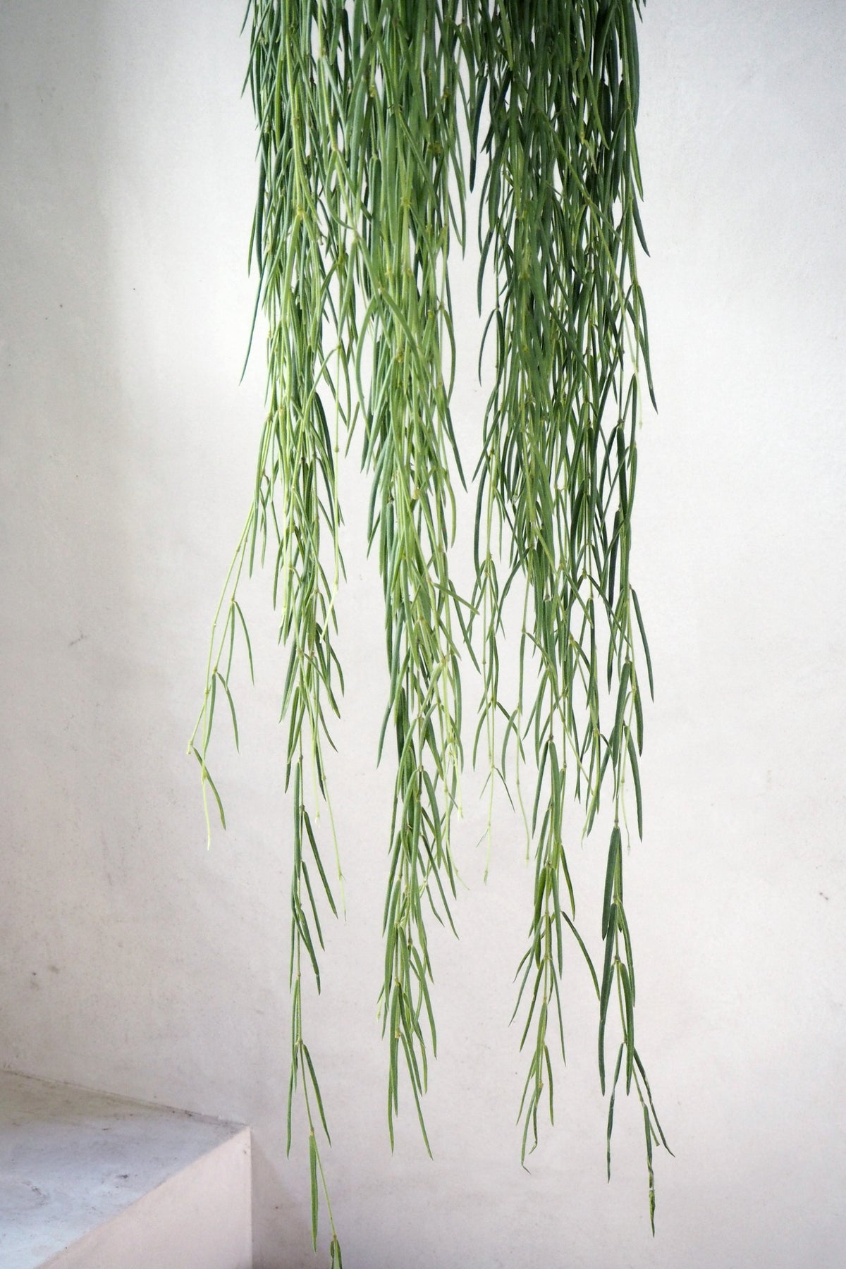 Hoya Linearis