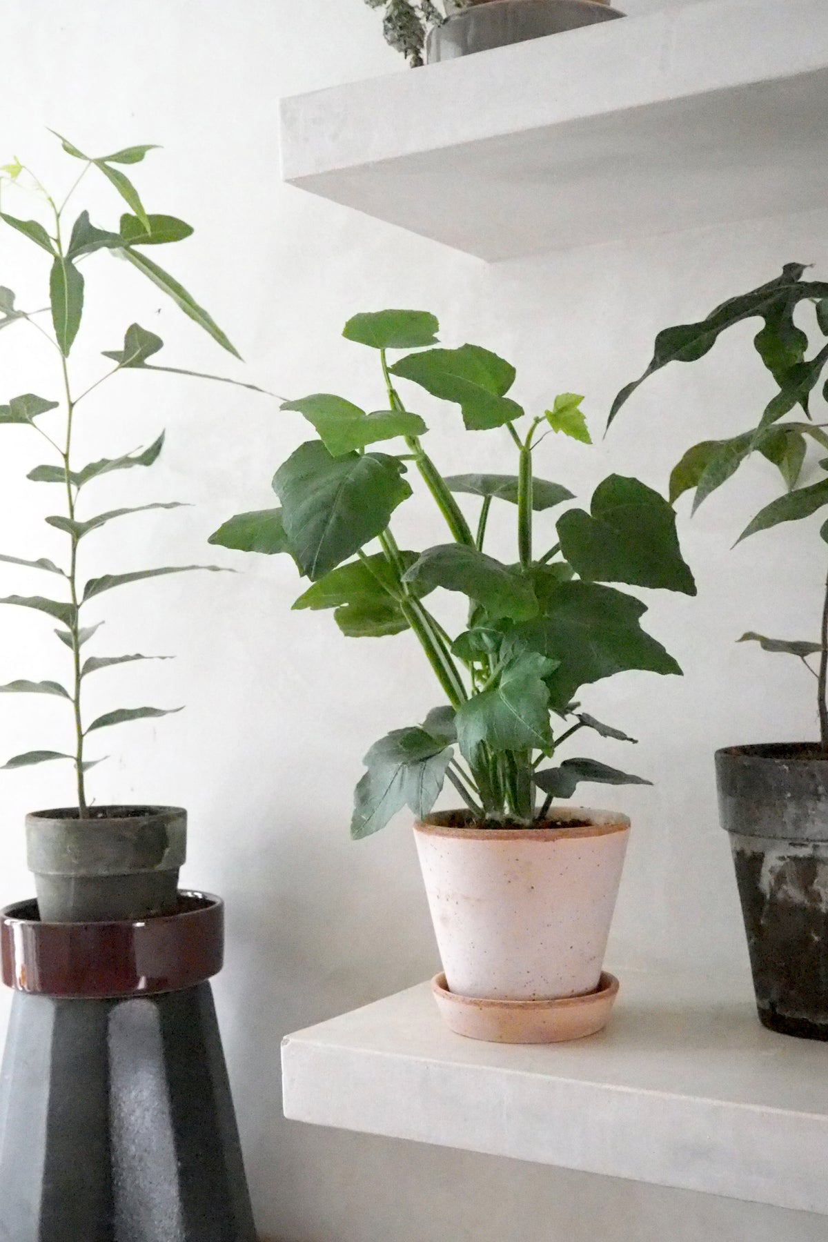 Knogleplante