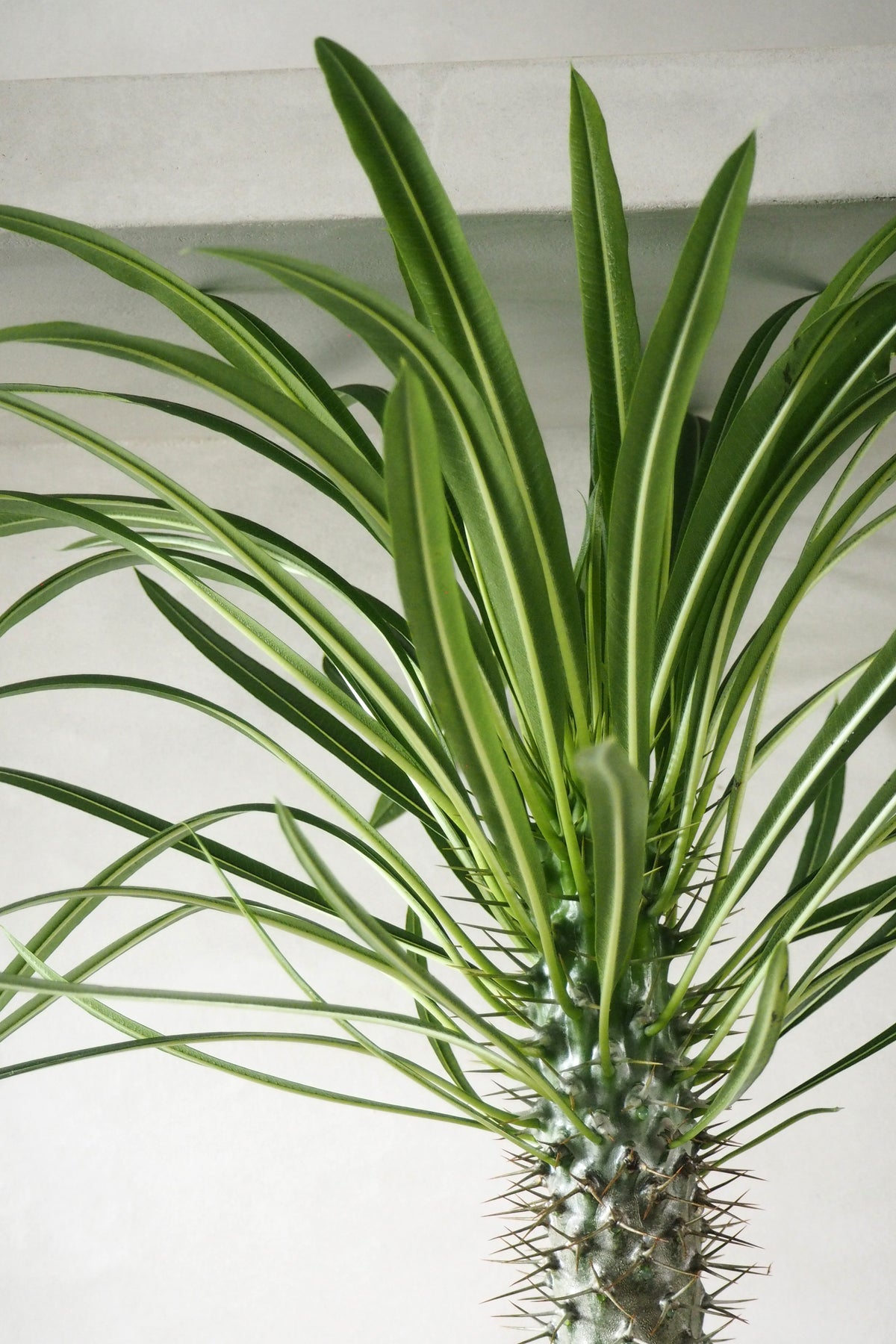Madagaskar Palme, stor