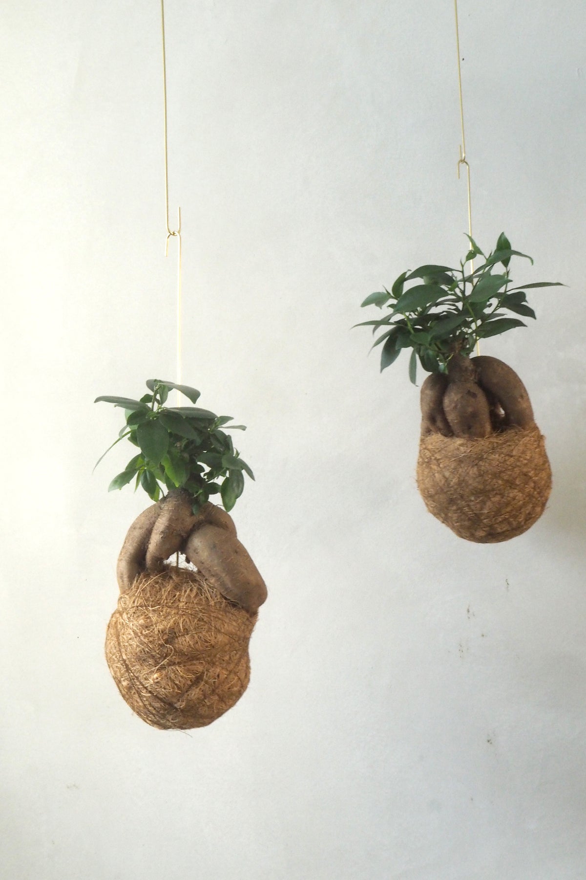 Planteplanet, Ficus Ginseng