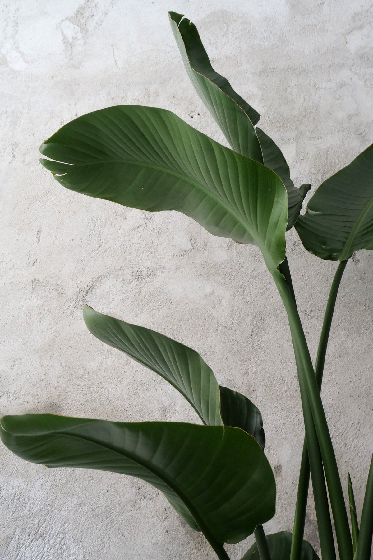 Strelitzia Nicolai