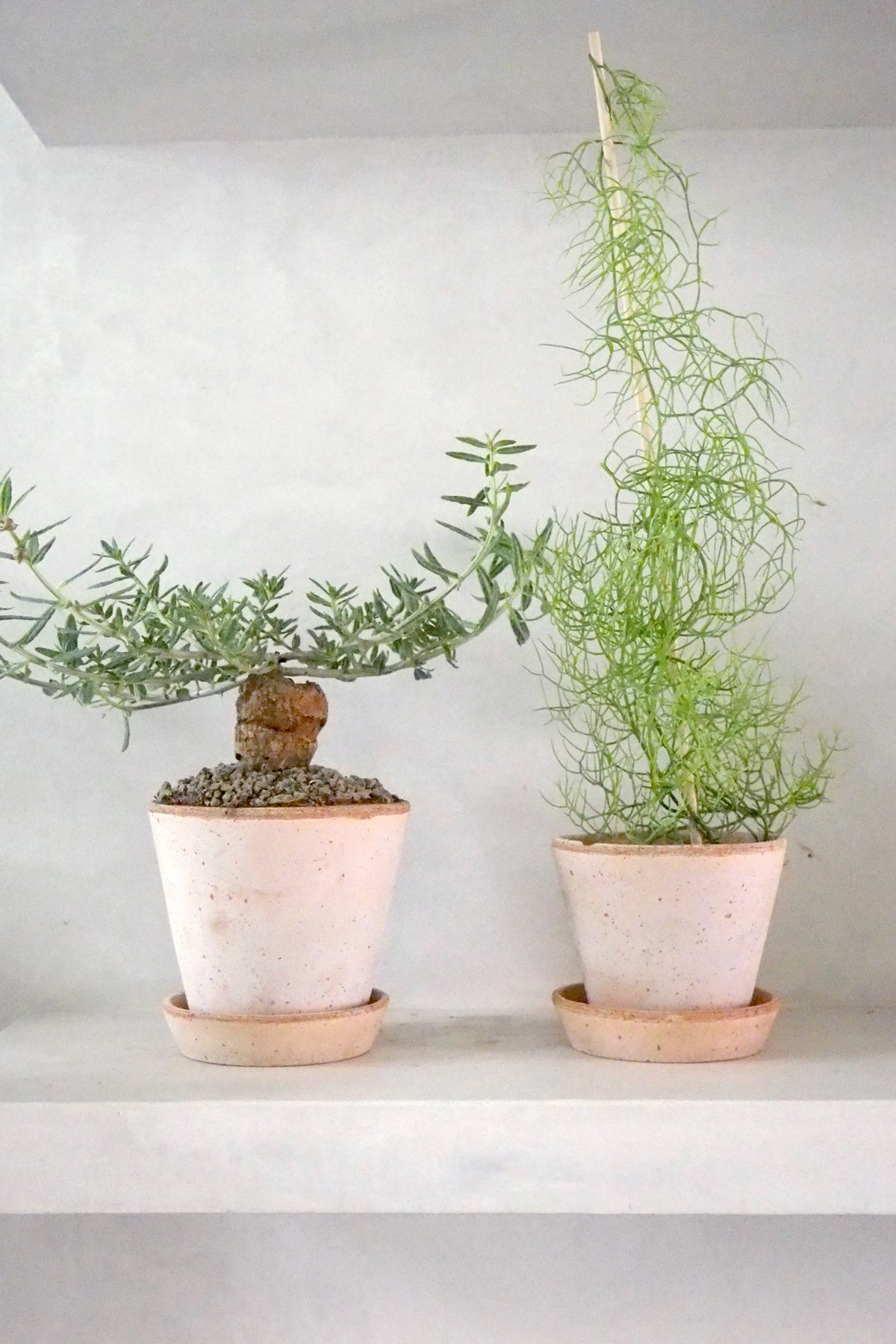Bowiea volubilis