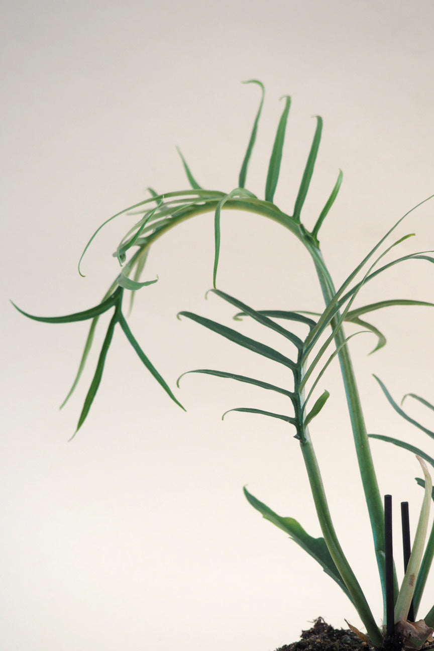Philodendron Tortum