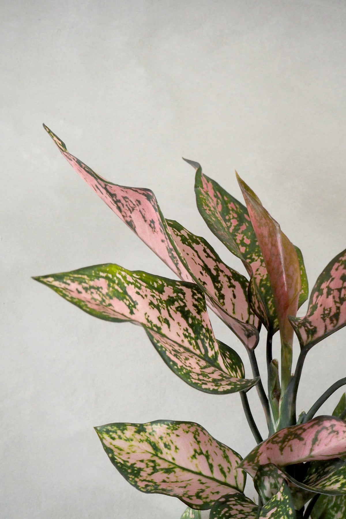 Aglaonema Spotted star, medium