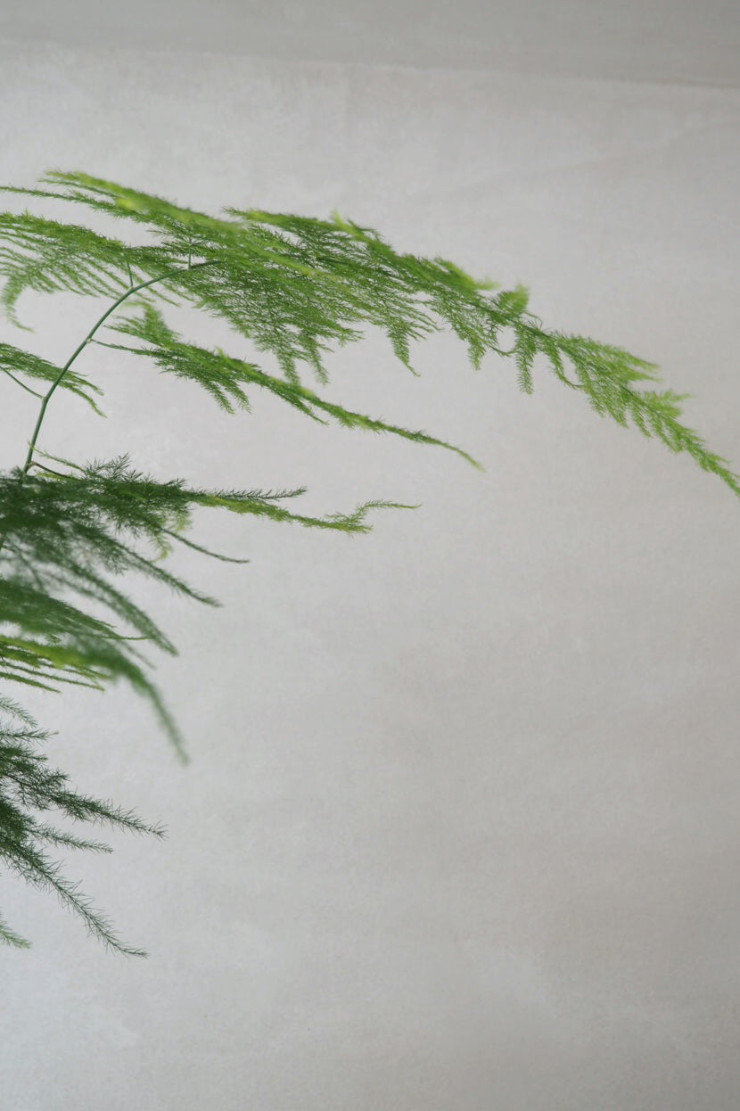 Asparagus Setaceus