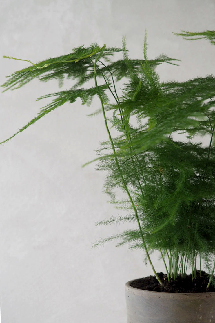 Asparagus Setaceus