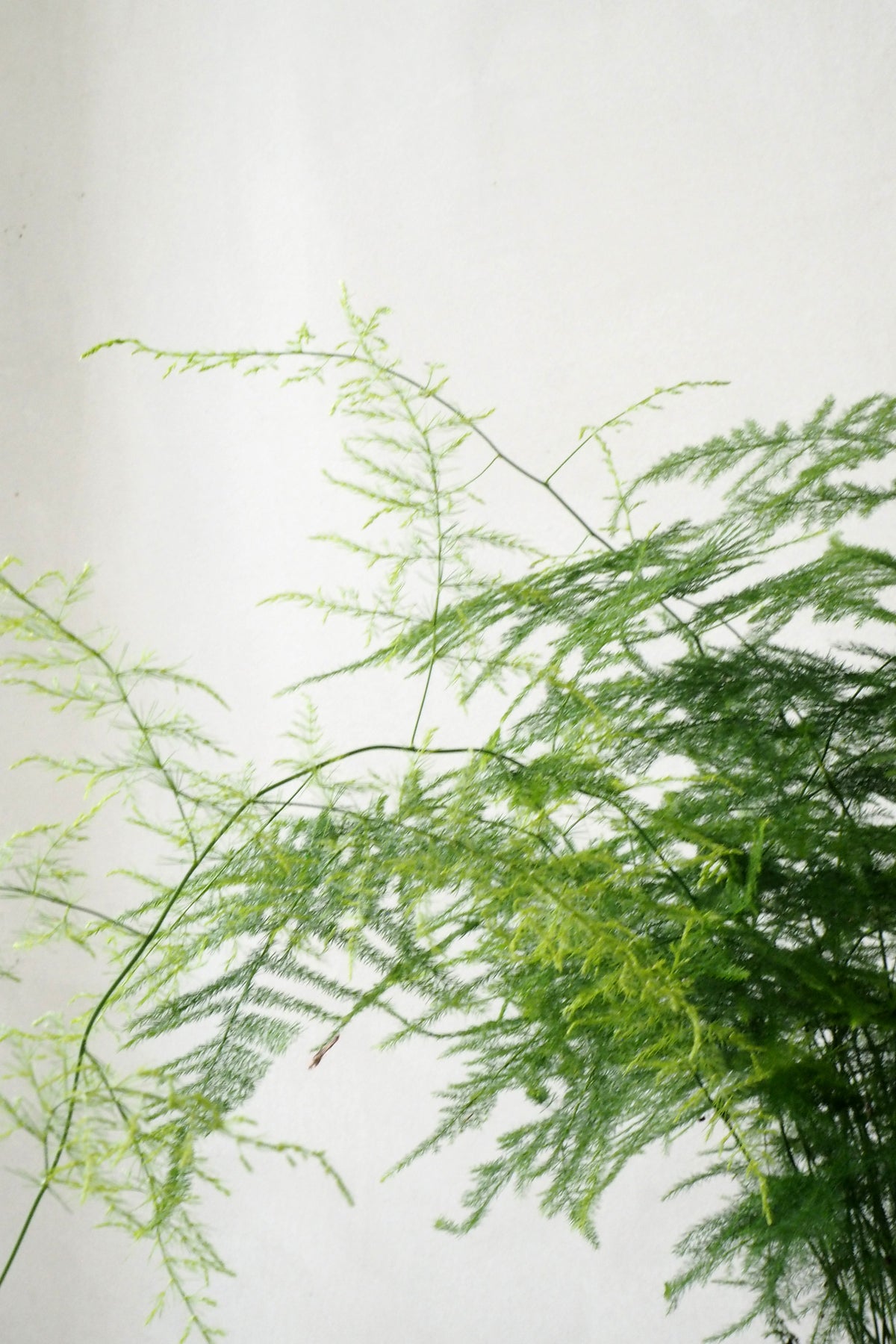 Asparagus Setaceus, stor