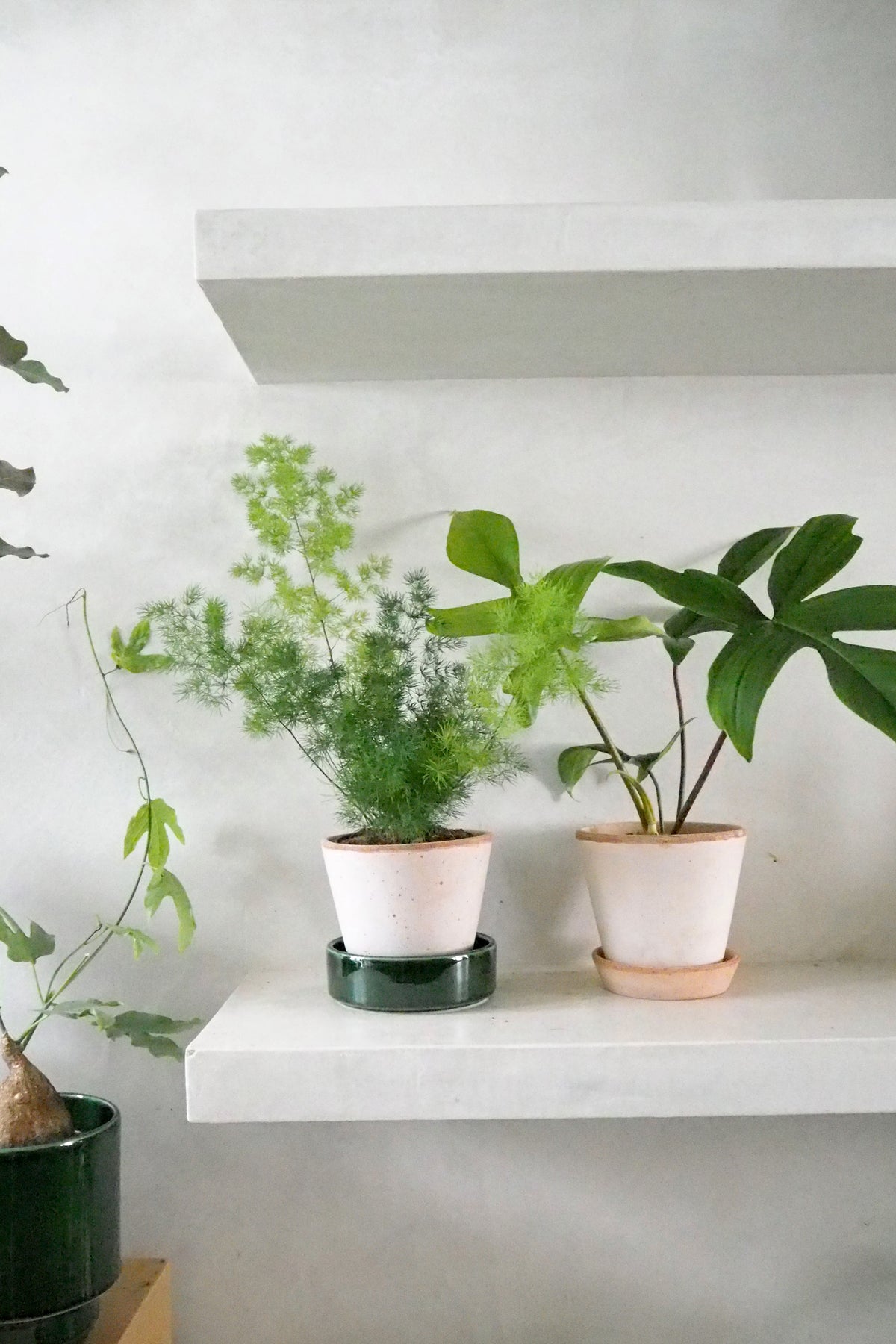 Philodendron Green Florida