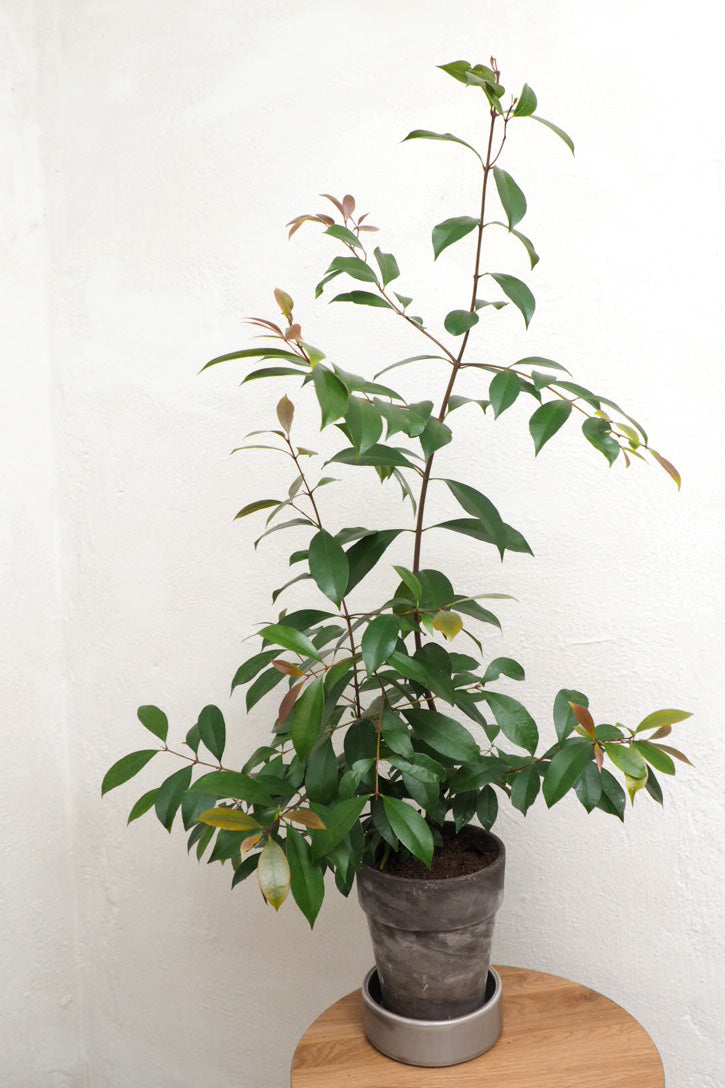 Australsk Birk, medium