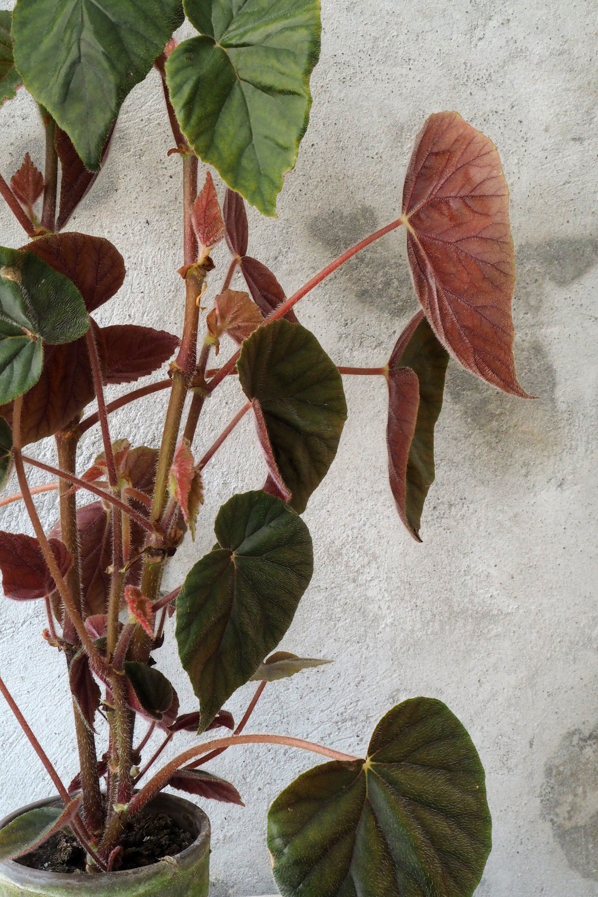 Begonia Oldemor
