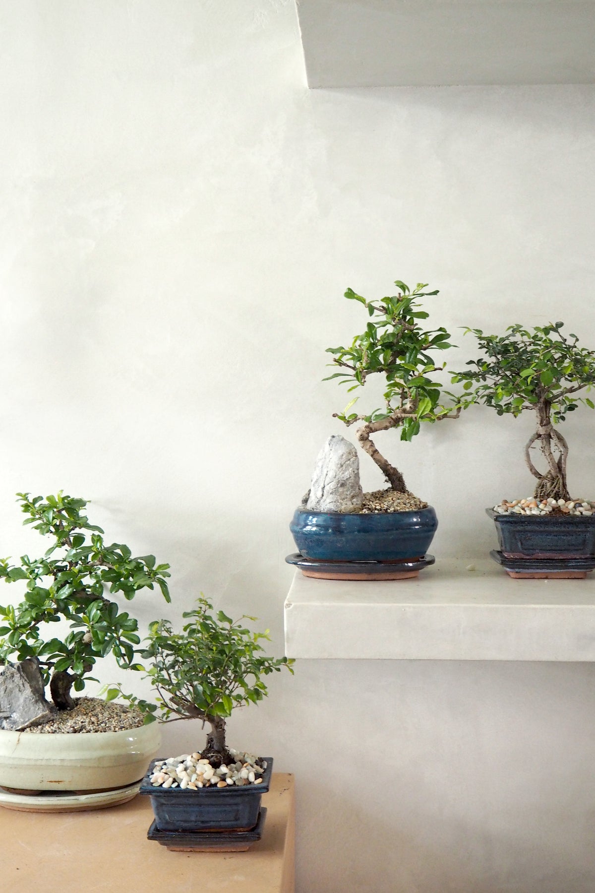 Bonsai Zelkova, lille