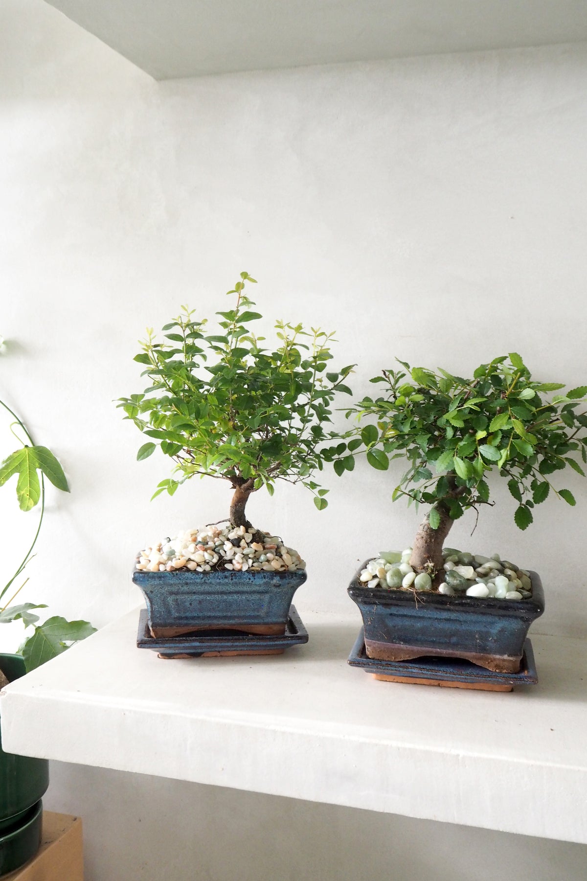 Bonsai Sageretia, medium