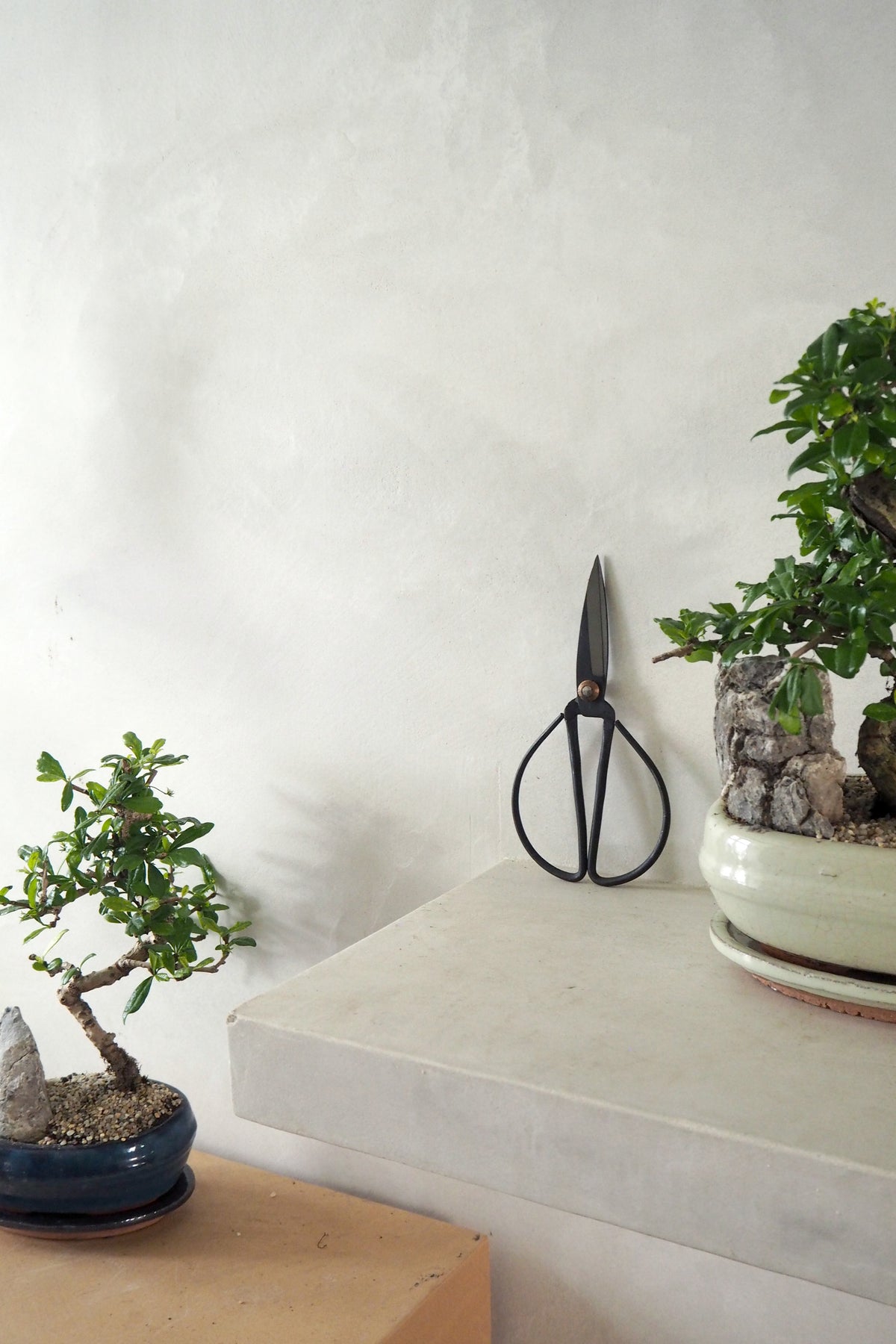Bonsai saks, stor