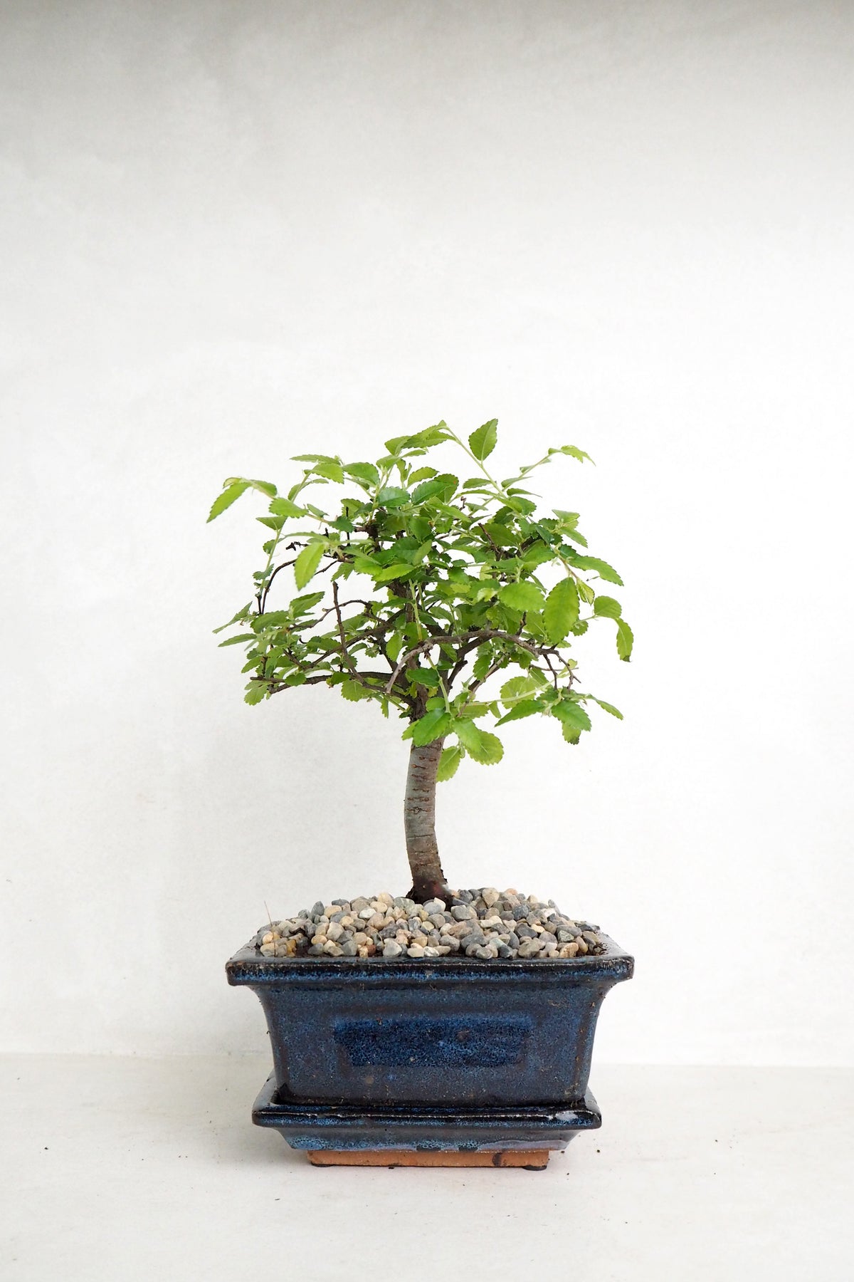 Bonsai Zelkova, lille
