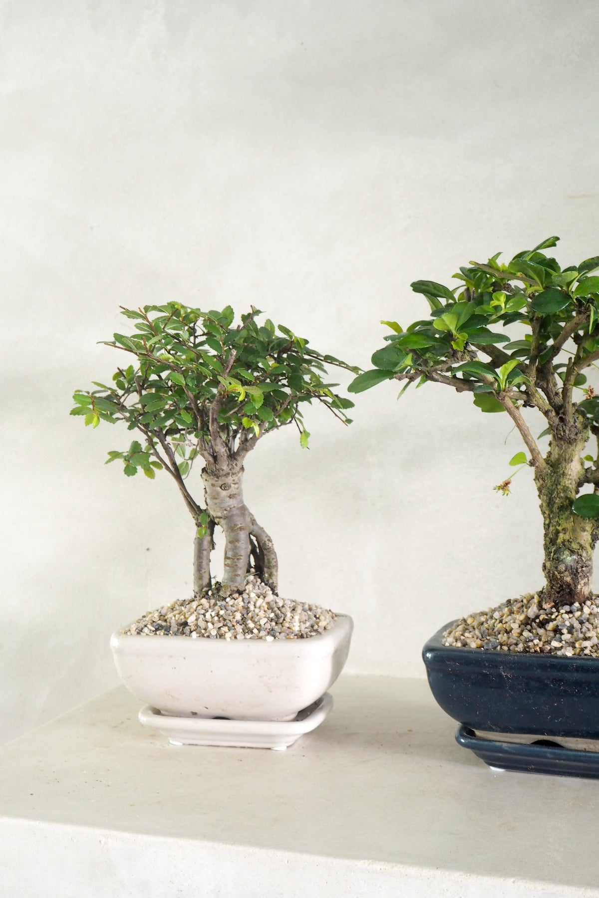 Bonsai Zelkova, beige, lille