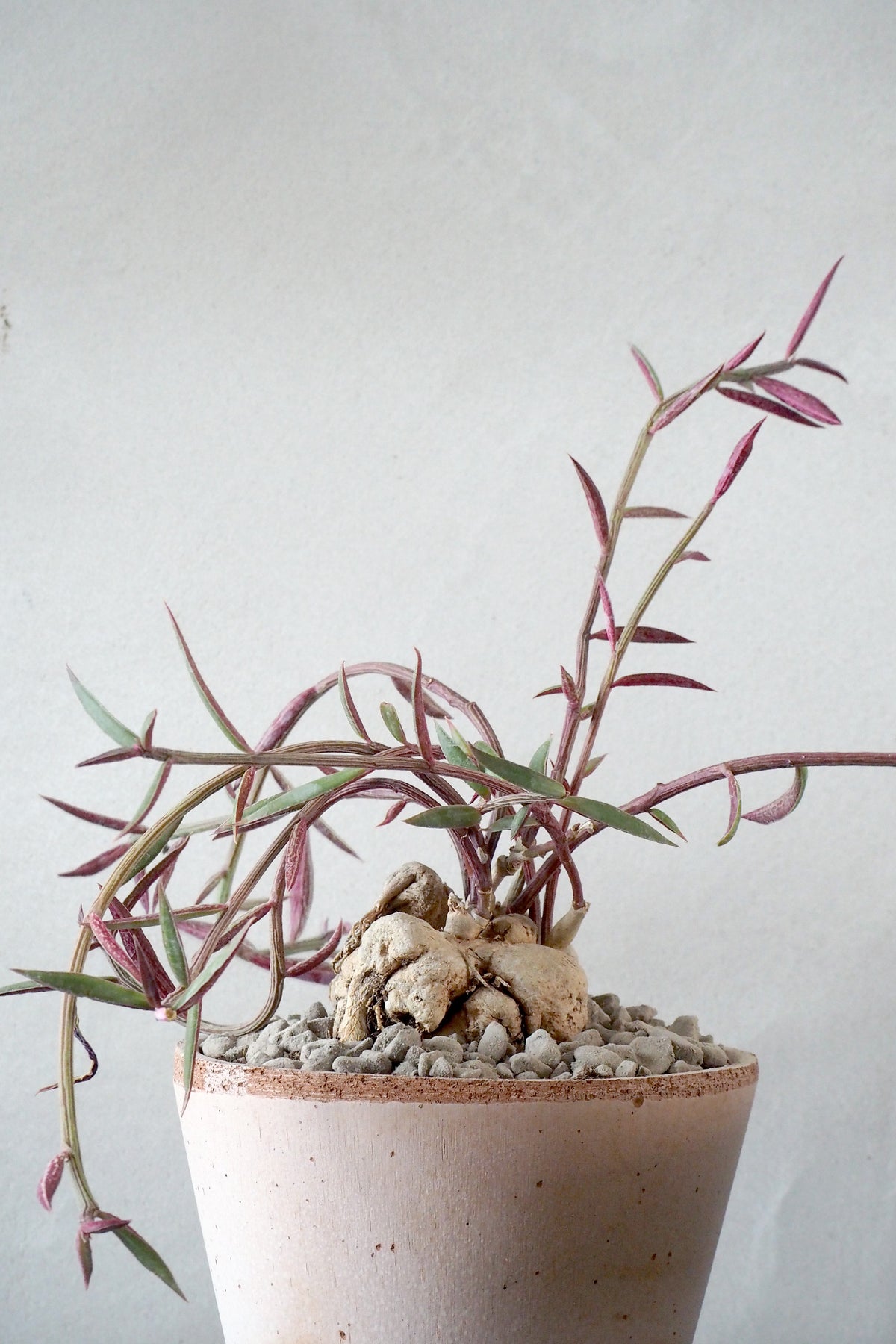 Monadenium rubellum