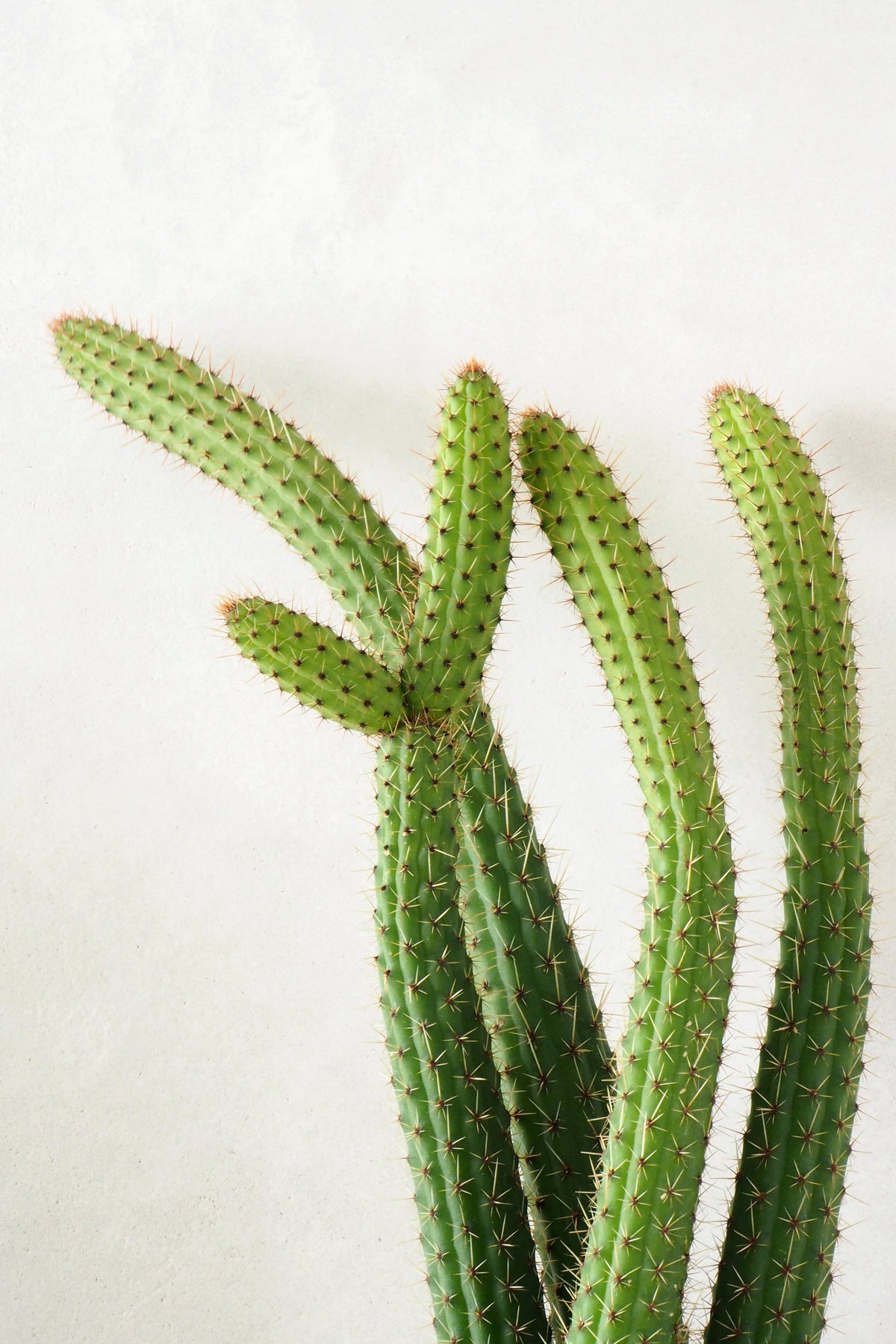 Cleistocactus samaipatanus