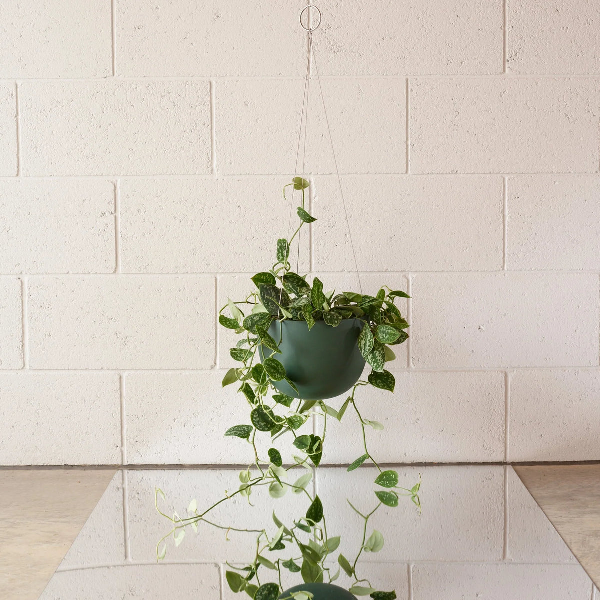 Clifton Hængekrukke, Forest green
