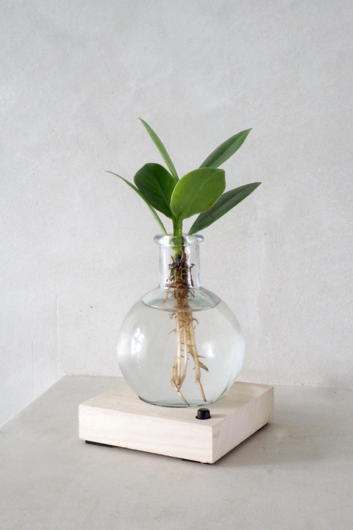 Plantelampe, Clusia