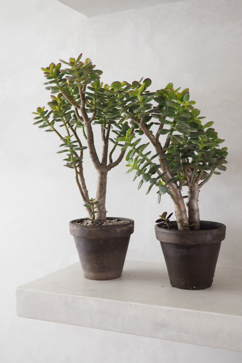 Crassula