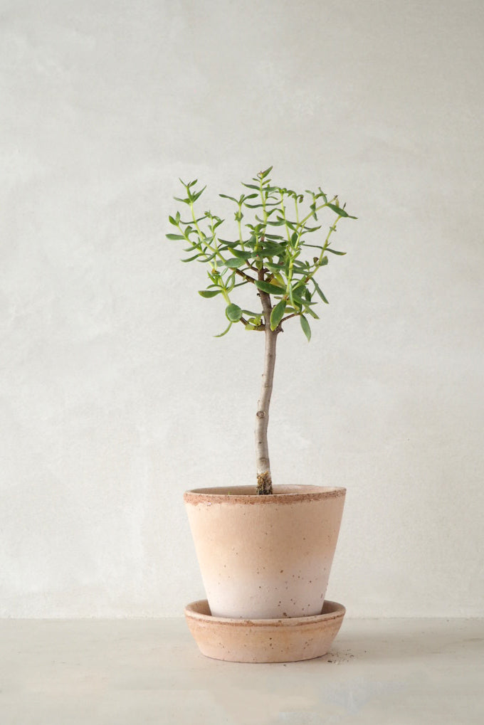 Bonsai Crassula, lille